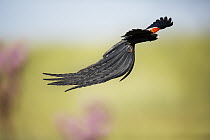 Long-tailed Widow (Euplectes progne) male in display flight, Rietvlei Nature Reserve, South Africa