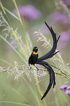 Red-collared Widowbird (Euplectes ardens) male, Rietvlei Nature Reserve, South Africa