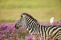 Burchell's Zebra (Equus burchellii) with Cattle Egret (Bubulcus ibis) catching a ride while walking among exotic Pompom weed (Campuloclinium macrocephalum), Rietvlei Nature Reserve, South Africa