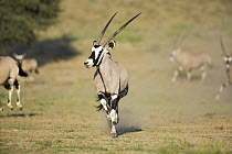 Oryx (Oryx gazella) male running, Kgalagadi Transfrontier Park, South Africa