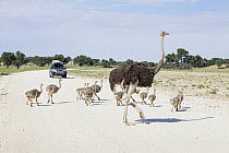 Ostrich (Struthio camelus) mother and chicks crossing road, South Africa