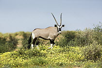 Oryx (Oryx gazella) male, Kgalagadi Transfrontier Park, South Africa