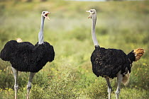 Ostrich (Struthio camelus) males in competitive display, Kgalagadi Transfrontier Park, South Africa