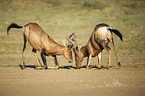 Common Hartebeest (Alcelaphus buselaphus) males play fighting, Kgalagadi Transfrontier Park, South Africa