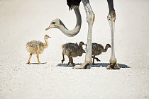 Ostrich (Struthio camelus) male and small chicks, Kgalagadi Transfrontier Park, South Africa