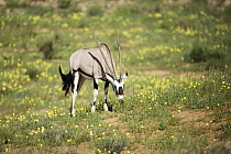 Oryx (Oryx gazella) male grazing, Kgalagadi Transfrontier Park, South Africa