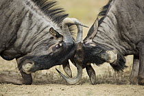 Blue Wildebeest (Connochaetes taurinus) males sparring, Kgalagadi Transfrontier Park, South Africa
