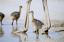 Ostrich (Struthio camelus) towering above small chicks, Kgalagadi Transfrontier Park, South Africa