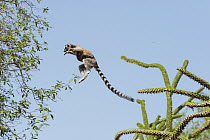 Ring-tailed Lemur (Lemur catta) mother with baby leaping between trees, Berenty Private Reserve, Madagascar