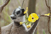 Ring-tailed Lemur (Lemur catta) eating flower, Berenty Private Reserve, Madagascar
