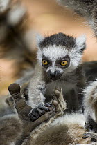 Ring-tailed Lemur (Lemur catta) baby's hand in mother's hand, Berenty Private Reserve, Madagascar
