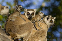 Ring-tailed Lemur (Lemur catta) mothers and babies, Berenty Private Reserve, Madagascar