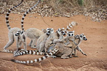 Ring-tailed Lemur (Lemur catta) group, Berenty Private Reserve, Madagascar
