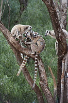 Ring-tailed Lemur (Lemur catta) troop grooming in a tree, Berenty Private Reserve, Madagascar
