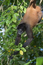 Black-handed Spider Monkey (Ateles geoffroyi) foraging for fruit while hanging, Osa Peninsula, Costa Rica