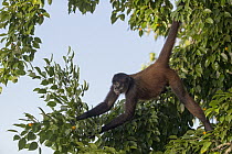 Black-handed Spider Monkey (Ateles geoffroyi), Osa Peninsula, Costa Rica