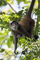 Black-handed Spider Monkey (Ateles geoffroyi) mother and infant, Osa Peninsula, Costa Rica
