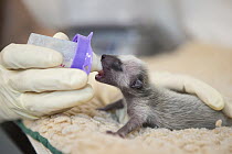 Raccoon (Procyon lotor) orphaned baby being bottle-fed by staff, WildCare Wildlife Rehabilitation Center, San Rafael, California