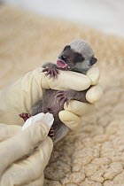 Raccoon (Procyon lotor) orphaned baby being examined by staff, WildCare Wildlife Rehabilitation Center, San Rafael, California