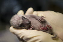 Raccoon (Procyon lotor) orphaned baby being examined by staff, WildCare Wildlife Rehabilitation Center, San Rafael, California