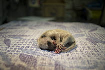 Raccoon (Procyon lotor) orphaned baby sleeping, WildCare Wildlife Rehabilitation Center, San Rafael, California