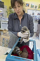 Raccoon (Procyon lotor) orphaned baby being held by volunteer Shelly Ross, WildCare Wildlife Rehabilitation Center, San Rafael, California