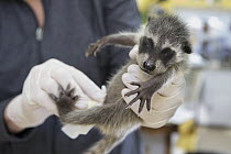 Raccoon (Procyon lotor) orphaned baby being held by volunteer Shelly Ross, WildCare Wildlife Rehabilitation Center, San Rafael, California