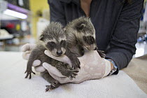 Raccoon (Procyon lotor) orphaned babies being held, WildCare Wildlife Rehabilitation Center, San Rafael, California