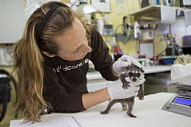 Raccoon (Procyon lotor) 3-week old orphaned baby being weighed by Melanie Piazza, Director of Animal Care at WildCare Wildlife Rehabilitation Center, San Rafael, California