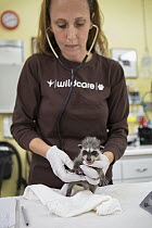 Raccoon (Procyon lotor) orphaned baby being examined by Melanie Piazza, Director of Animal Care at WildCare Wildlife Rehabilitation Center, San Rafael, California