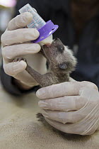 Raccoon (Procyon lotor) orphaned baby being bottle-fed by Shelly Ross, volunteer at WildCare Wildlife Rehabilitation Center, San Rafael, California