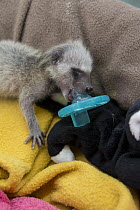 Raccoon (Procyon lotor) orphaned baby sucking on pacifier, WildCare Wildlife Rehabilitation Center, San Rafael, California