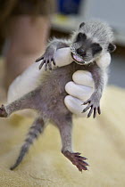 Raccoon (Procyon lotor) orphaned baby, WildCare Wildlife Rehabilitation Center, San Rafael, California