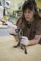 Raccoon (Procyon lotor) orphaned baby being bottle fed by Shelly Ross, volunteer at WildCare Wildlife Rehabilitation Center, San Rafael, California