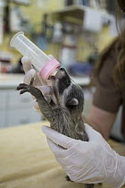 Raccoon (Procyon lotor) orphaned baby bottle-feeding, WildCare Wildlife Rehabilitation Center, San Rafael, California