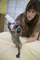 Raccoon (Procyon lotor) orphaned baby being bottle-fed by volunteer Shelly Ross, WildCare Wildlife Rehabilitation Center, San Rafael, California