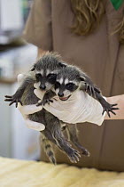Raccoon (Procyon lotor) orphaned babies, WildCare Wildlife Rehabilitation Center, San Rafael, California