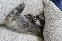 Raccoon (Procyon lotor) orphaned baby sleeping in bed at foster home, WildCare Wildlife Rehabilitation Center, San Rafael, California