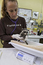 Raccoon (Procyon lotor) baby being weighed by Melanie Piazza, Director of Animal Care at WildCare Wildlife Rehabilitation Center, San Rafael, California