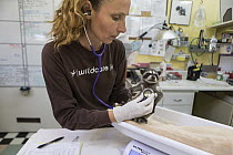 Raccoon (Procyon lotor) orphaned baby receiving check-up from Melanie Piazza, Wildcare Rehabilitation Center, San Refael, California