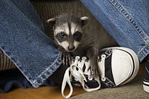 Raccoon (Procyon lotor) orphaned baby in foster home, WildCare Wildlife Rehabilitation Center, San Rafael, California