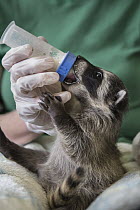 Raccoon (Procyon lotor) orphaned baby bottle-feeding in foster home, WildCare Wildlife Rehabilitation Center, San Rafael, California