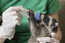 Raccoon (Procyon lotor) 6-week old orphaned baby bottle-feeding in foster home, WildCare Wildlife Rehabilitation Center, San Rafael, California