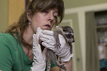 Raccoon (Procyon lotor) orphaned babies in foster home, WildCare Wildlife Rehabilitation Center, San Rafael, California