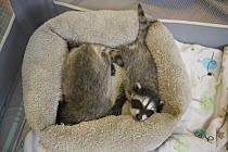 Raccoon (Procyon lotor) orphaned babies in bed at foster home, WildCare Wildlife Rehabilitation Center, San Rafael, California