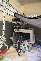 Raccoon (Procyon lotor) orphaned baby in crate in backyard of foster home, WildCare Wildlife Rehabilitation Center, San Rafael, California