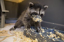 Raccoon (Procyon lotor) 7-week old orphaned baby making a mess of it's first solid food in crate in backyard of foster home, WildCare Wildlife Rehabilitation Center, San Rafael, California