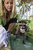 Raccoon (Procyon lotor) orphaned baby in backyard of foster home, WildCare Wildlife Rehabilitation Center, San Rafael, California