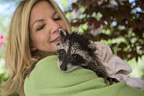 Raccoon (Procyon lotor) orphaned baby after bath in backyard of foster home, WildCare Wildlife Rehabilitation Center, San Rafael, California