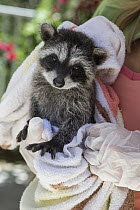 Raccoon (Procyon lotor) orphaned baby after bath in backyard of foster home, WildCare Wildlife Rehabilitation Center, San Rafael, California
